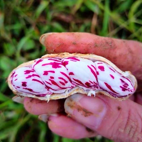 七彩花生是不是转基因花生,红皮花生和七彩花生谁好