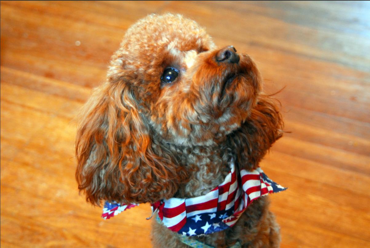 泰迪狗狗吃什么防止毛发红,饲养泰迪狗狗的注意事项