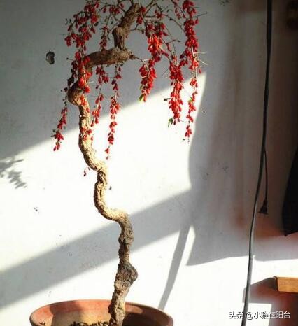 枸杞盆景扦插好活吗,枸杞盆景能否扦插