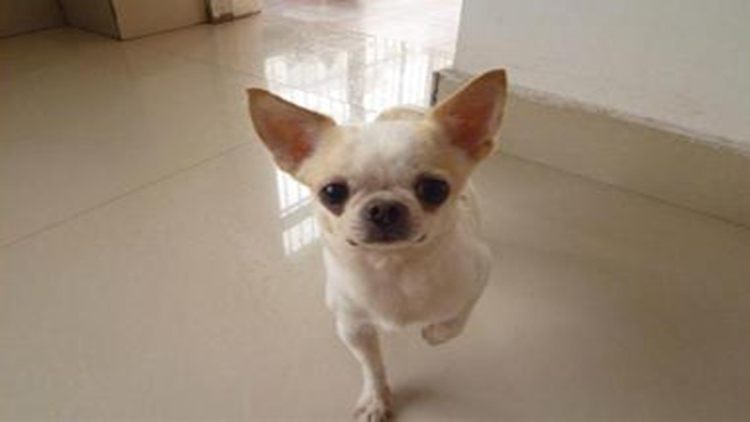 吉娃娃固定神器,吉娃娃遛娃神器