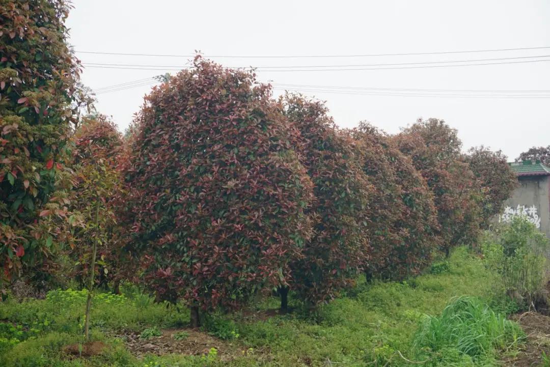 这名音乐老师种的红叶石楠，一棵卖了20000元