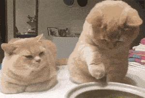 南瓜包的功效和作用,南瓜可以缓解猫的毛球症吗