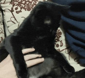 猫咪生病不进食怎么补充营养,猫咪生病后没有食欲怎么办