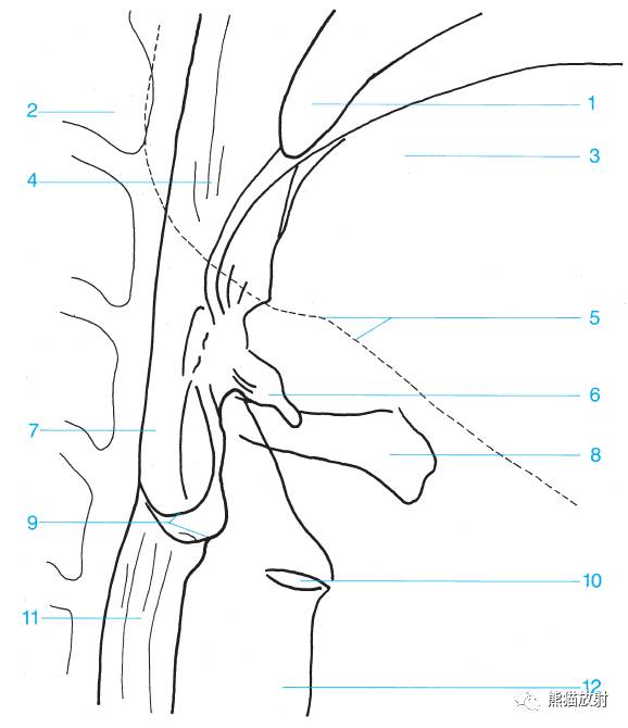 详细的消化道造影+彩色解剖图