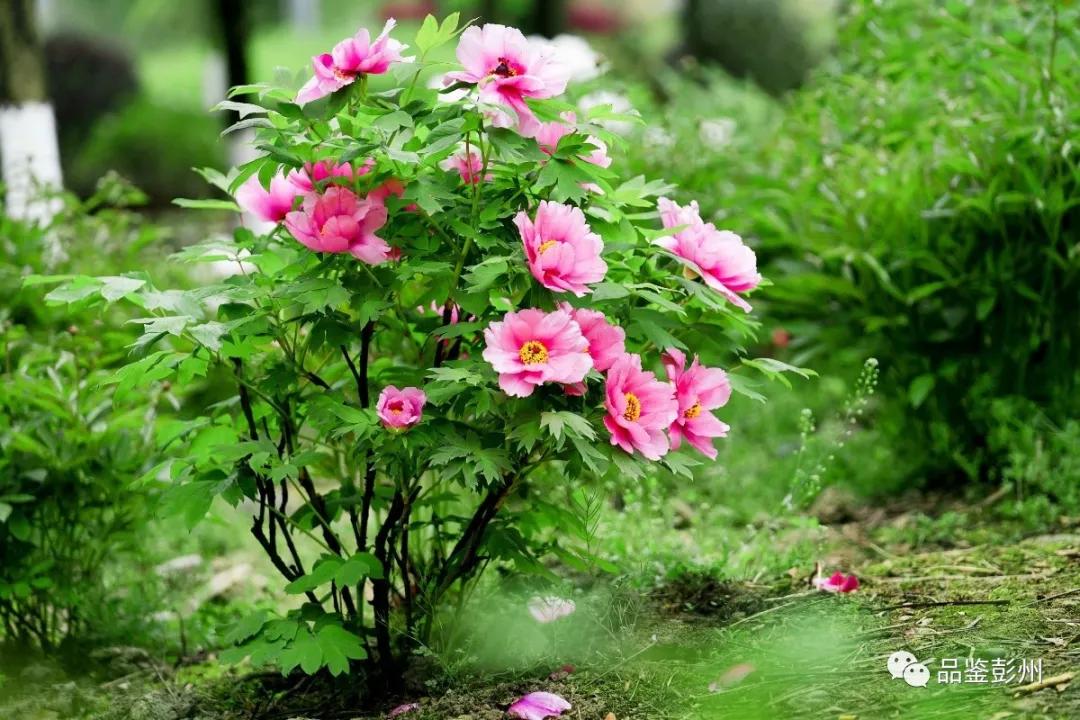 牡丹花开惹人醉鸟语花香,牡丹花开国色天香惹人醉