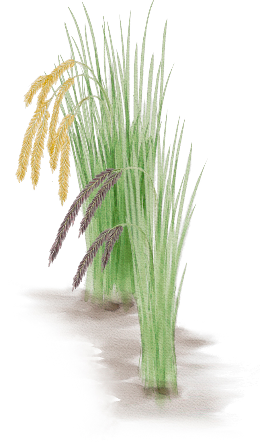 广西人为什么爱钱,广西人为什么爱打工