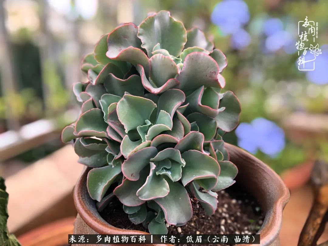 多肉怎么养度夏,多肉怎么养之度夏篇