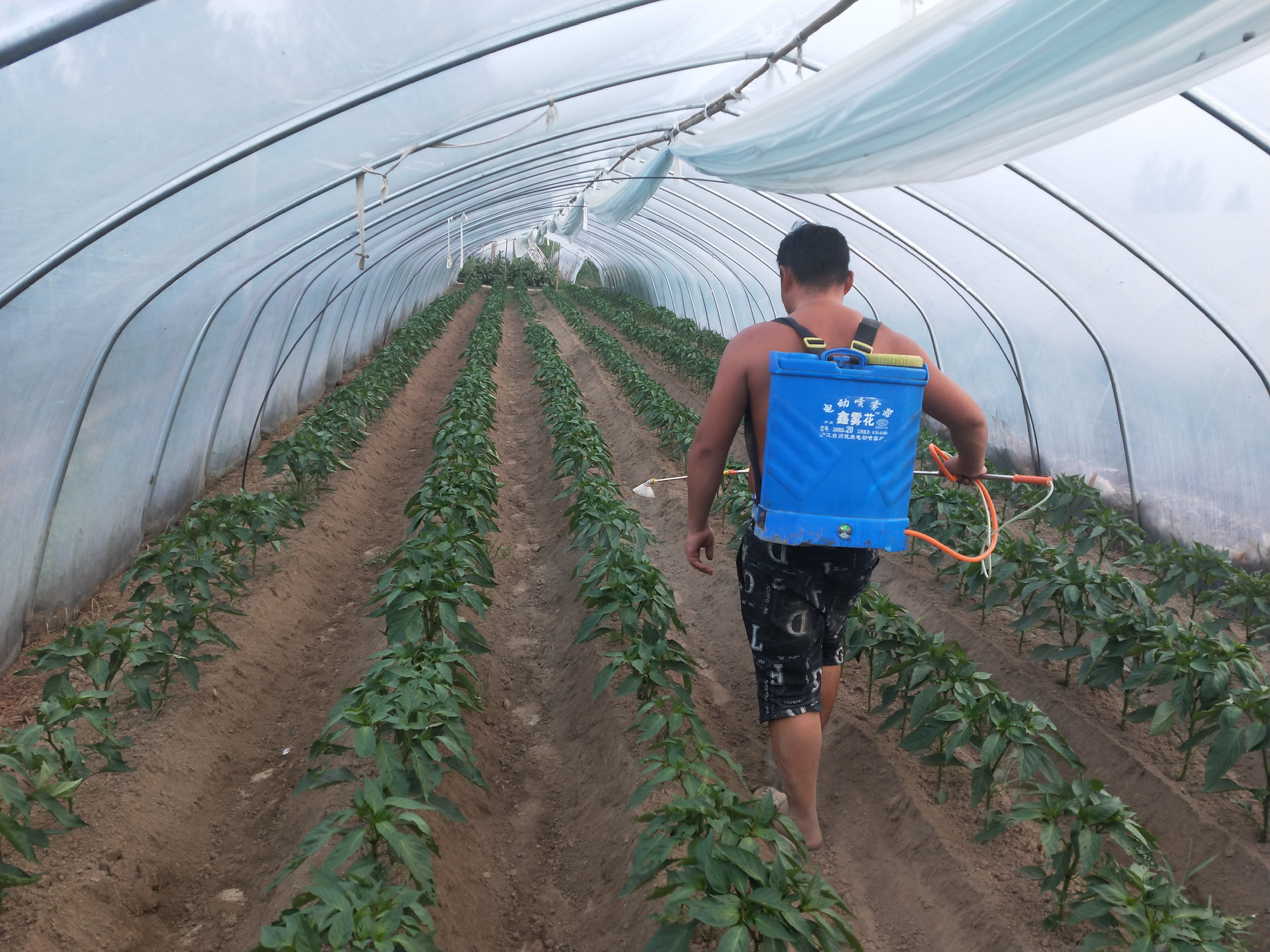 辣椒什么时候防钻心虫,辣椒钻心虫防治技术