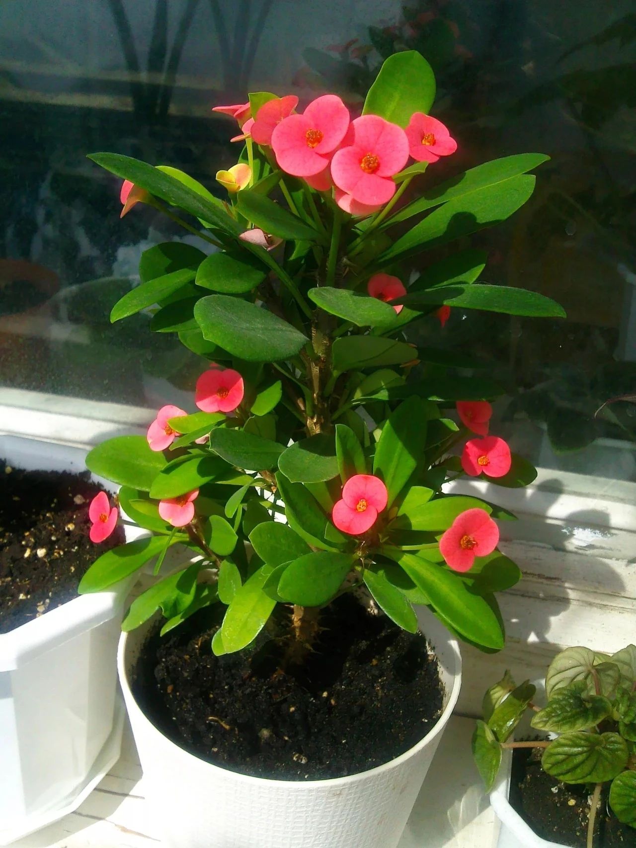 虎刺梅为什么首次开花是白色的,虎刺梅很高就是不开花怎么办