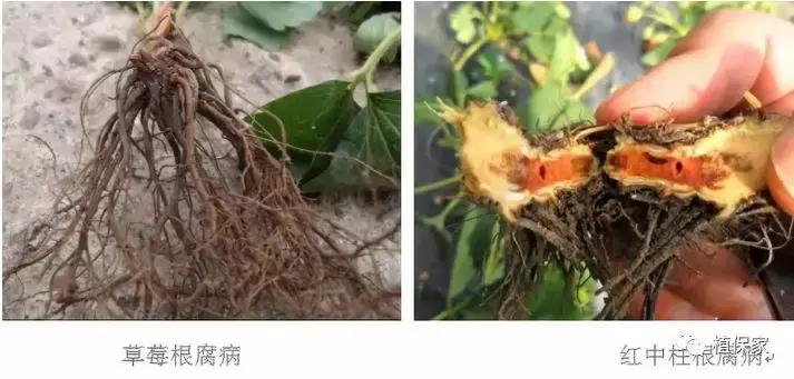 大棚草莓常见病虫害防治方法,南京地区草莓病虫害防治的现状