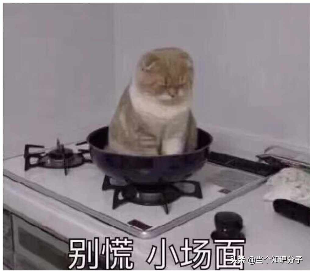 关于猫咪的冷知识,你不知道的猫咪冷知识
