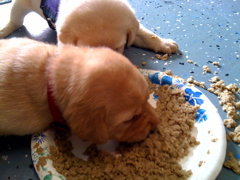 幼犬一般什么时候换肠,幼犬换粮时间