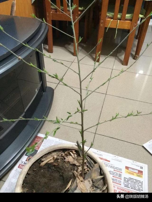 一树桔子被别人摘完了,一树桔