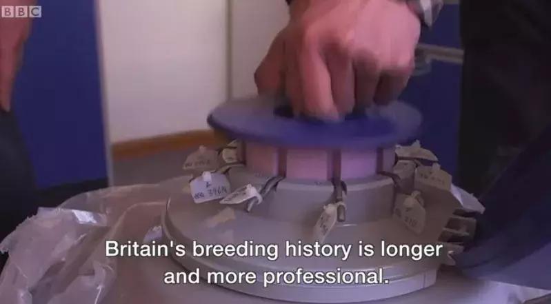 果壳带着猪猪和猪猪小秘密，给你拜年来啦！