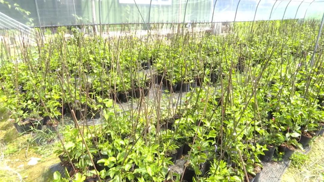 长泰发展最新消息,长泰经济快速发展