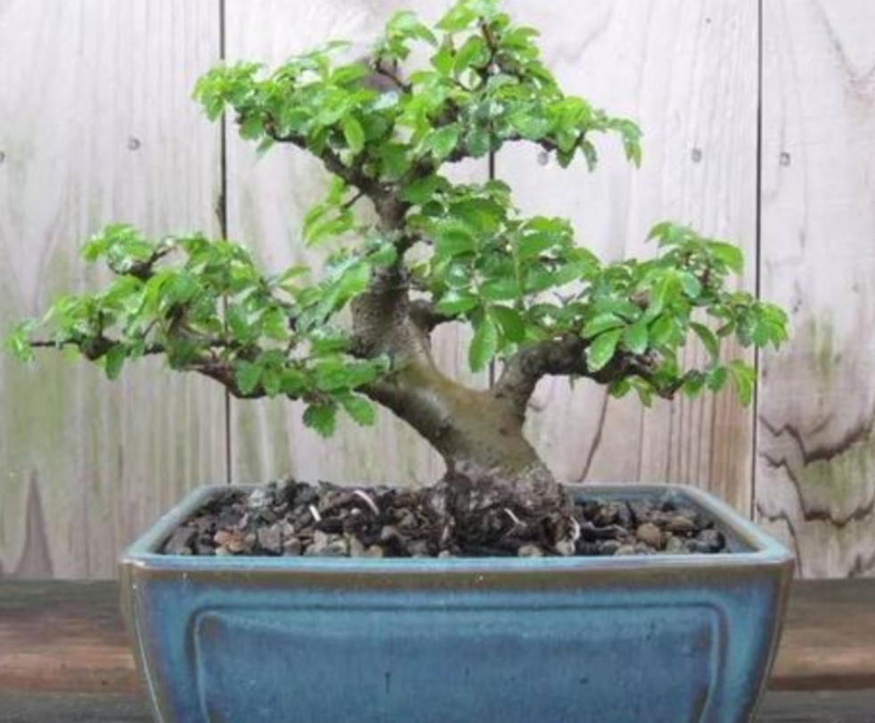 榆树盆景悬崖式造型大全,榆树盆景长叶