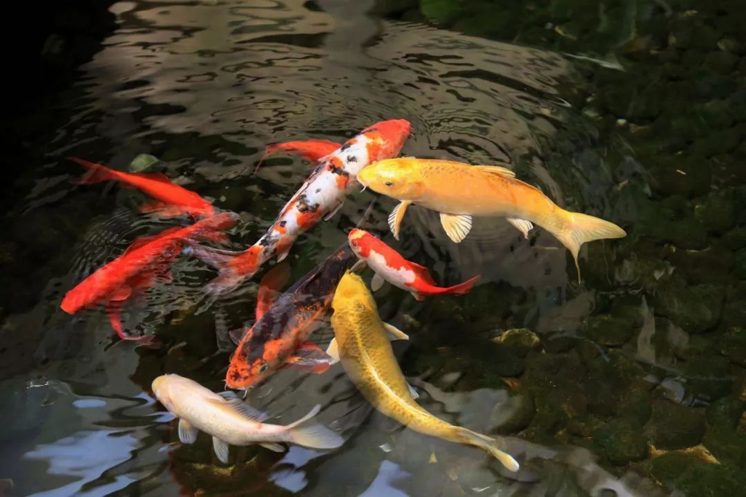 2019十大流行语详细解读,2019年度流行语大盘点我太难了