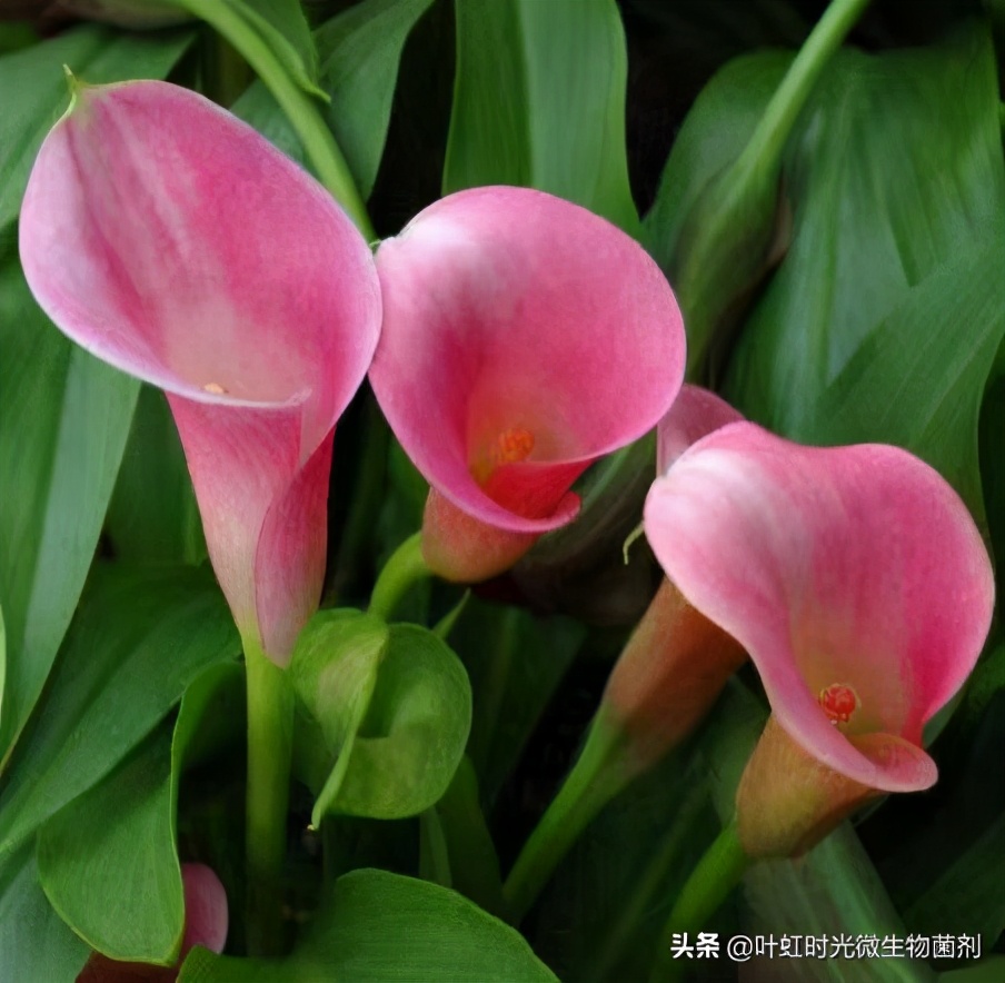 形假实真马蹄莲、叶绿花娇竞妖艳