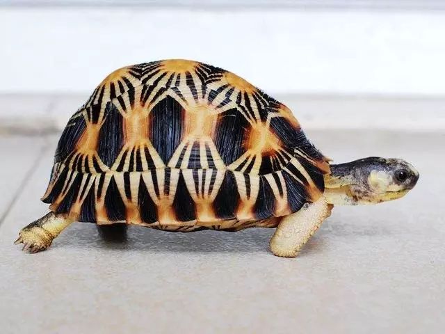 龟类纪录片,龟类图片