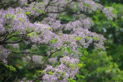 每天认识一味中草药丁香,每天认识一种植物九里香