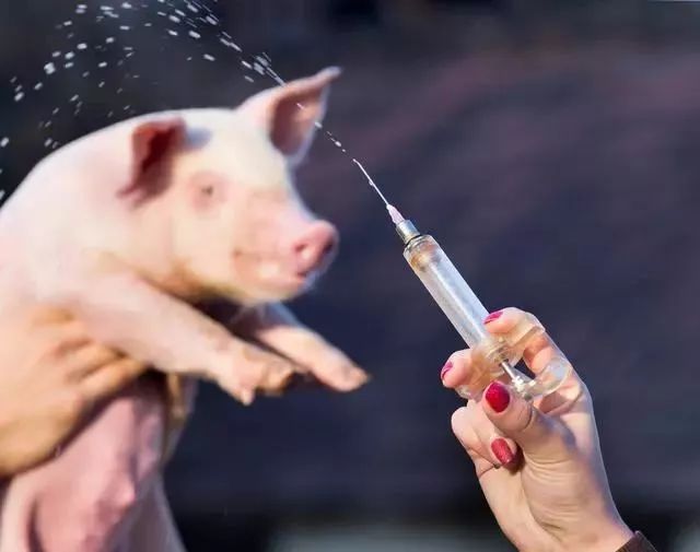 猪吃饲料中毒症状,猪吃豆粕中毒怎么办