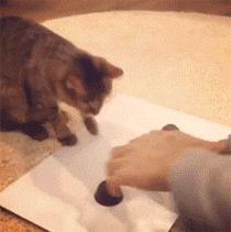 猫咪猜杯子游戏第三关 (猫咪口杯猜球游戏)