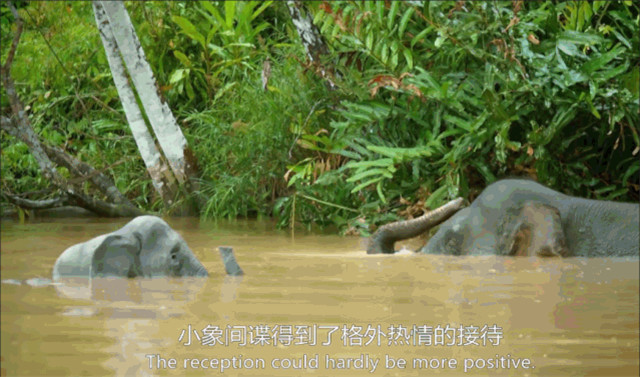 BBC得多有钱?为*窥偷**愣是做了一堆超逼真假动物,真实到被求交配