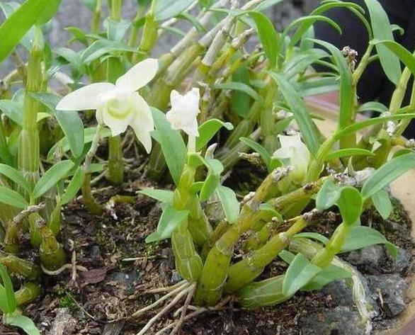 石斛兰叶子发黄怎么养,石斛兰多棵种在一个盆里会黄叶吗