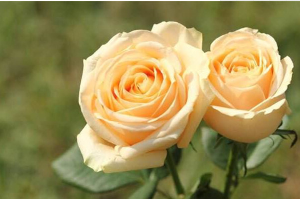 9999朵玫瑰代表意思,999朵玫瑰代表意思