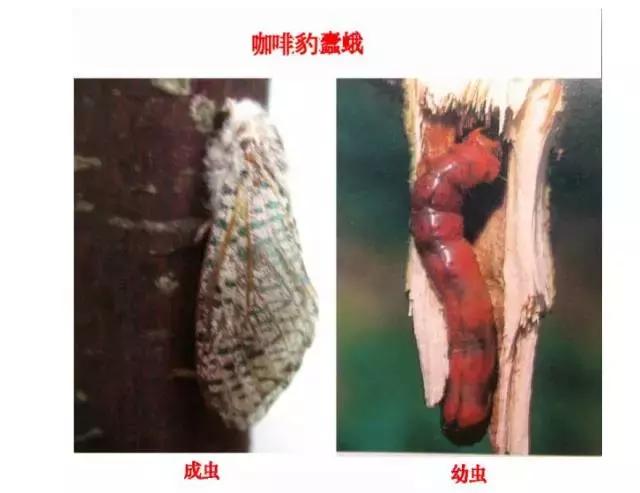 柑橘爆皮虫应该如何防治,柑橘爆皮虫的防治最佳时期