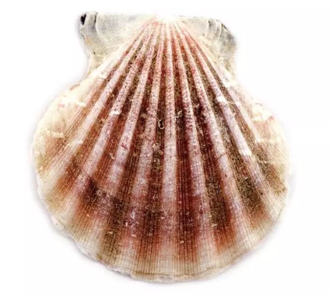 红心火鹤花盆栽,火鹤花盆栽