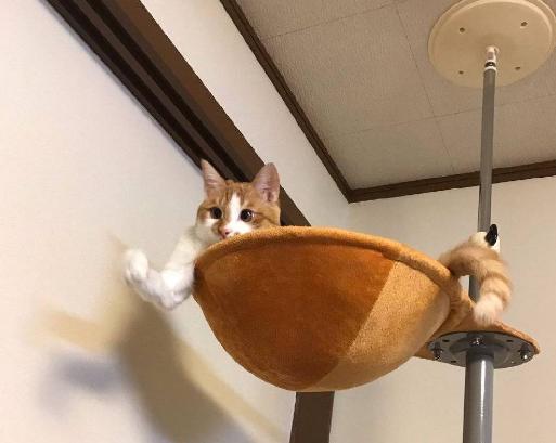 日本博主把动物拟人化,把动物变成动漫人物的画