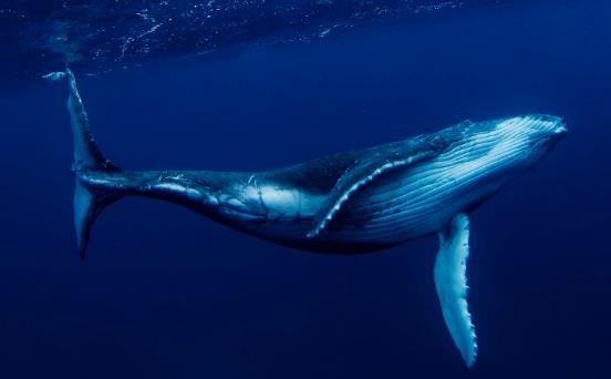 路亚鱼种类大全,长江鱼种类大全图片