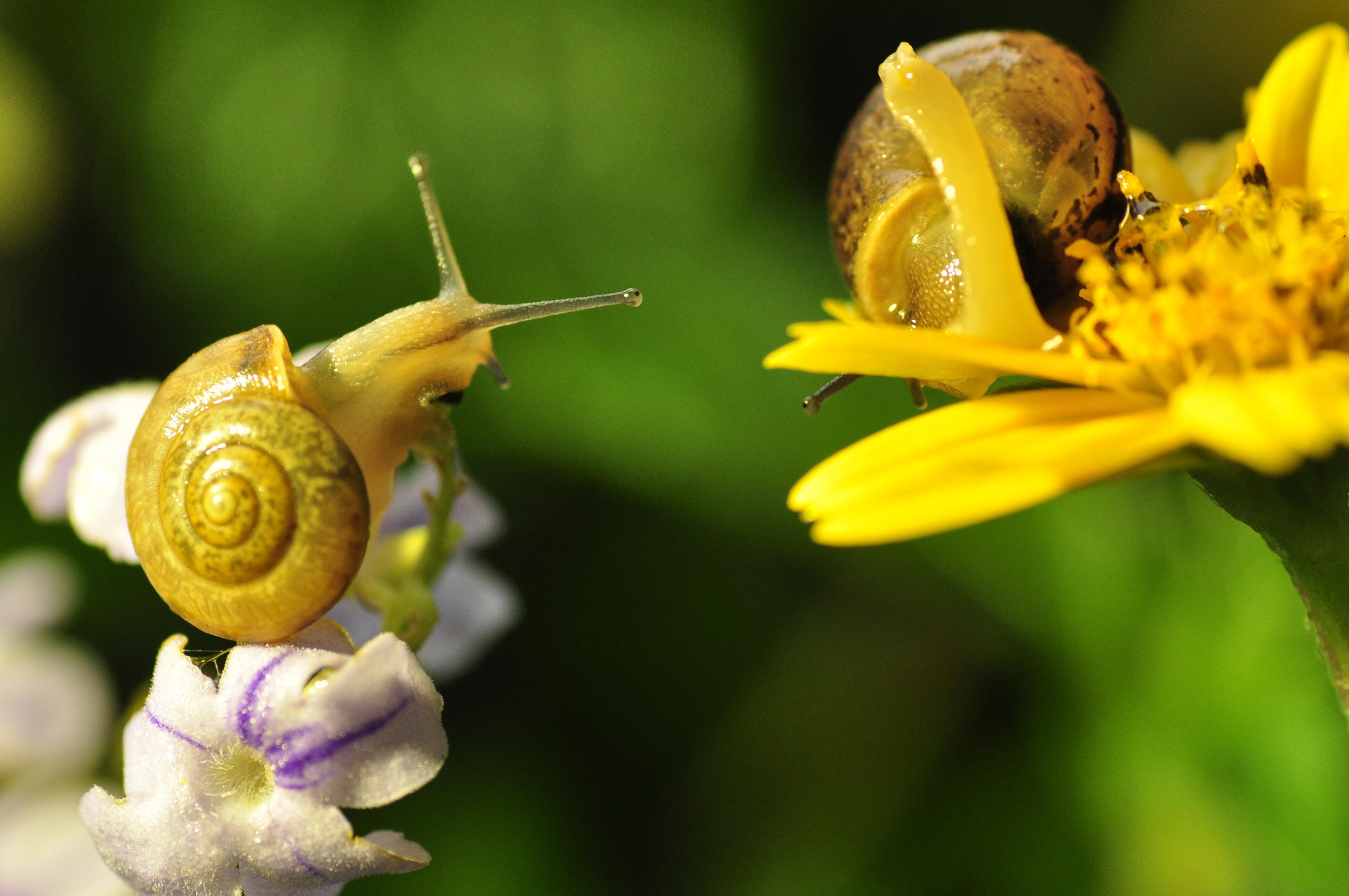 牛年话牛:蜗牛的奖牌
