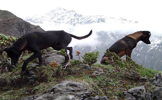 骁勇善战的青川犬，堪称团队作战的楷模