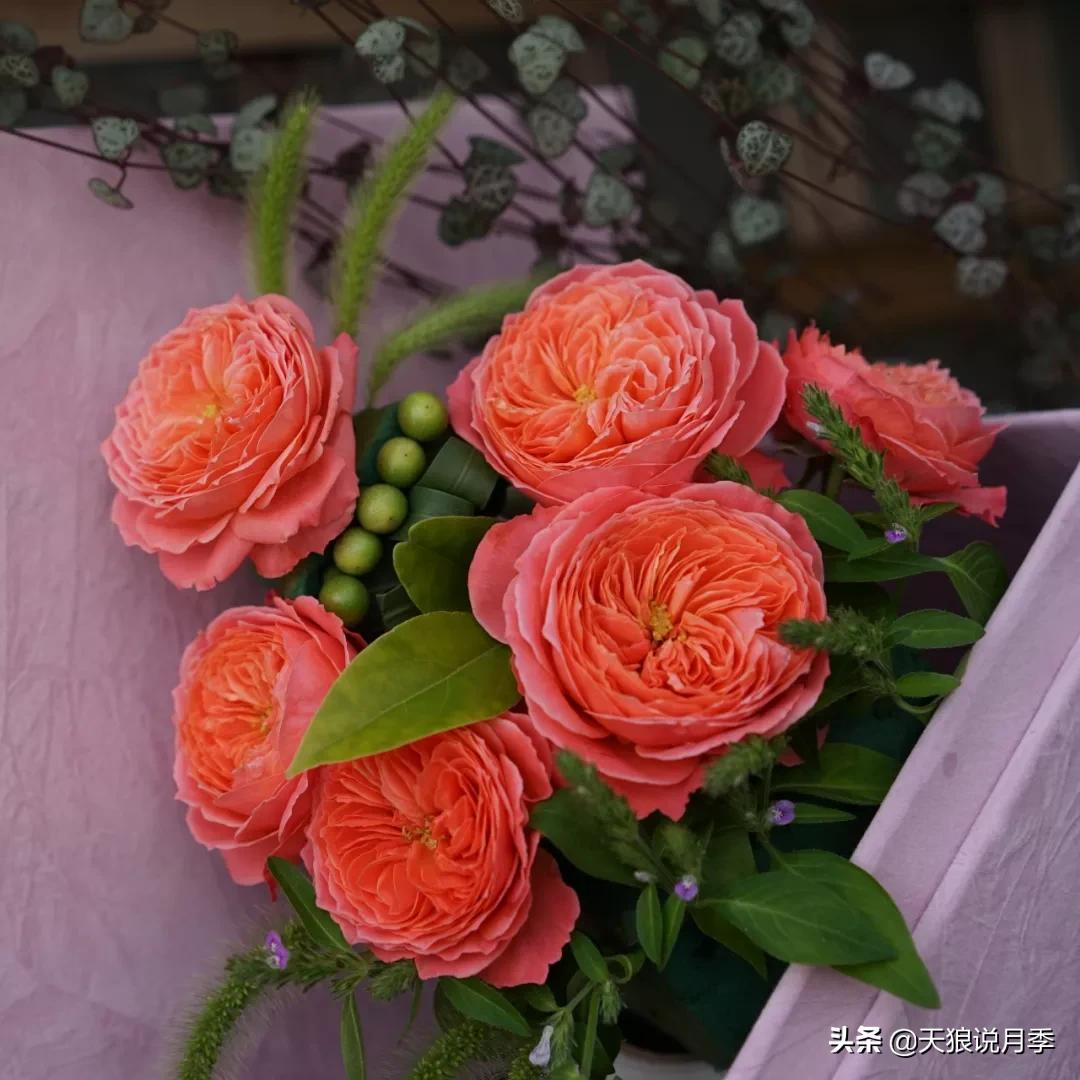 人家最美四月天，天狼自育终于打折了！15个品种供你宠信。