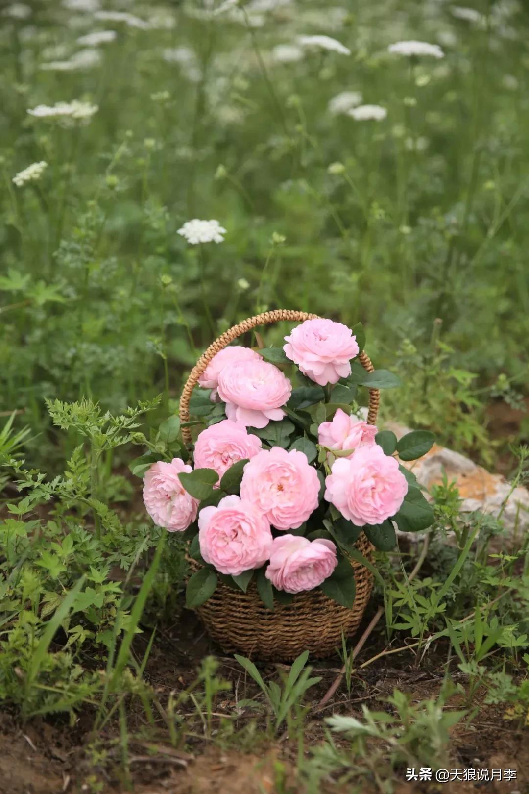 又一个十年,国产自育品种