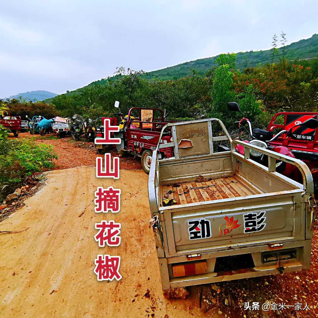 花椒好吃但是摘花椒也辛苦,教给大家采摘花椒的小技巧