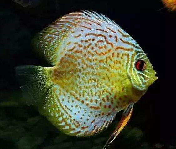 钻石菠萝鱼饲养,钴蓝菠萝鱼饲养