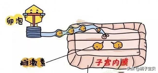 子宫内膜厚对试管移植有影响吗,内膜薄对试管婴儿成功率影响大不