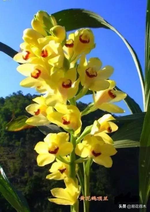 兰花推荐亭亭玉立的鹤顶兰,金斑鹤顶兰花