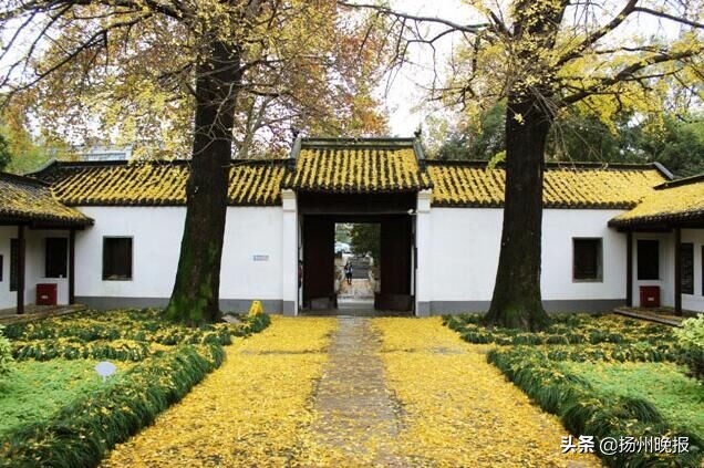 银杏树树龄绵长原因,银杏树被称为长寿树的原因