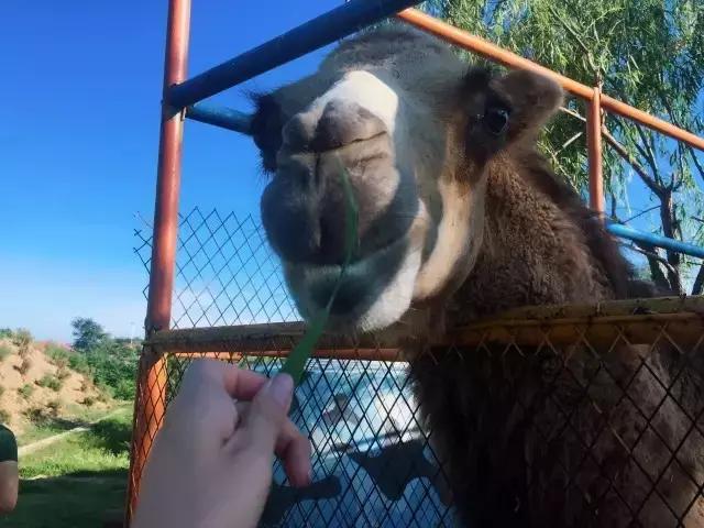 游避暑山庄的感想,游葫芦山庄有感