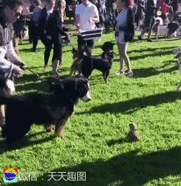 搞笑段子,搞笑动图gif微信可爱表情包