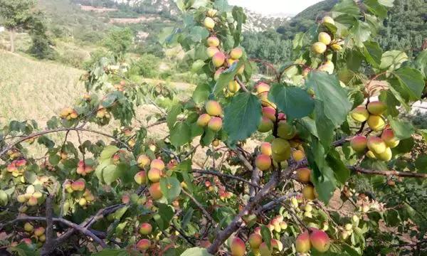 河南平顶山好吃的美食有哪些,河南知名农产品