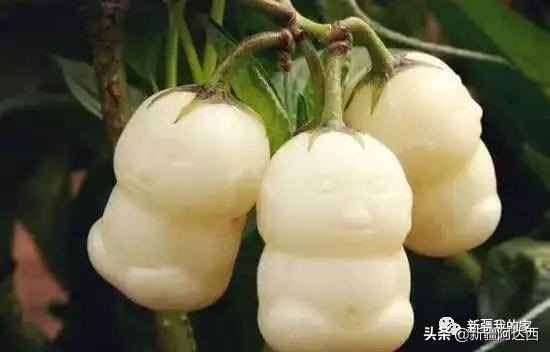 疆优质特产,盘点十大新疆的特产