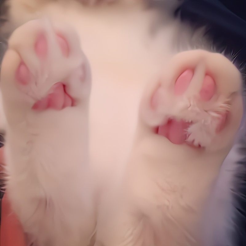 猫咪被脚臭到的视频,哪个品种的猫咪脾气最臭