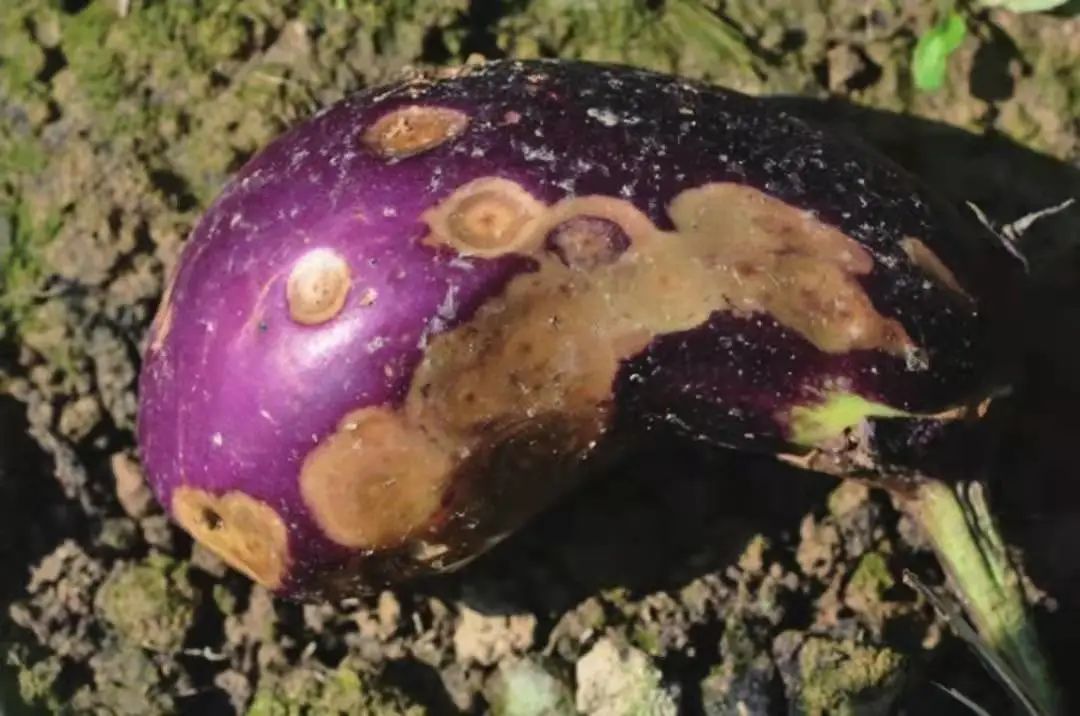 茄子虫害图片及症状,茄子虫害最佳治疗方法