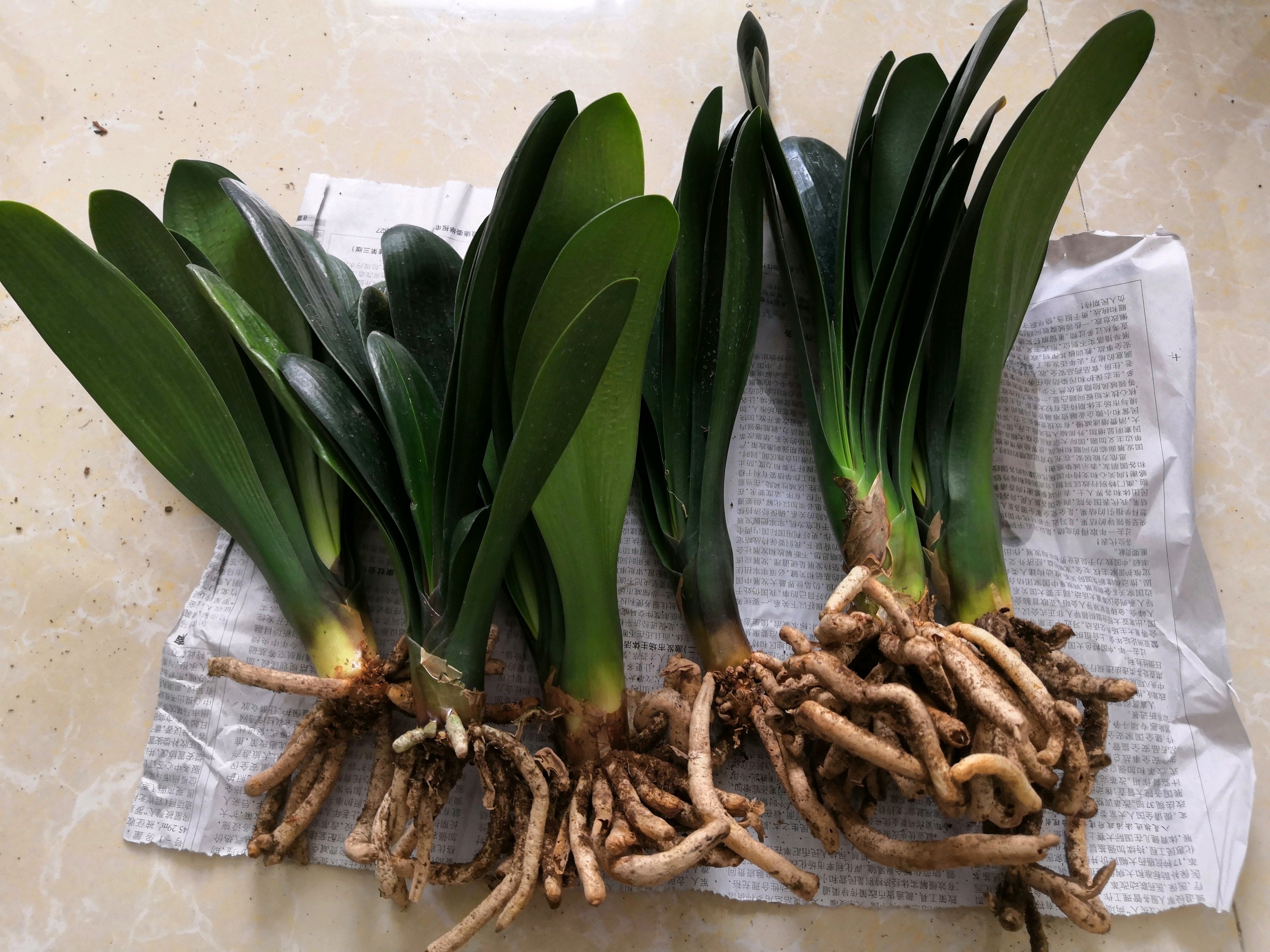 君子兰换盆后可以马上浇定根水吗,君子兰换盆以后几天可以浇定根水