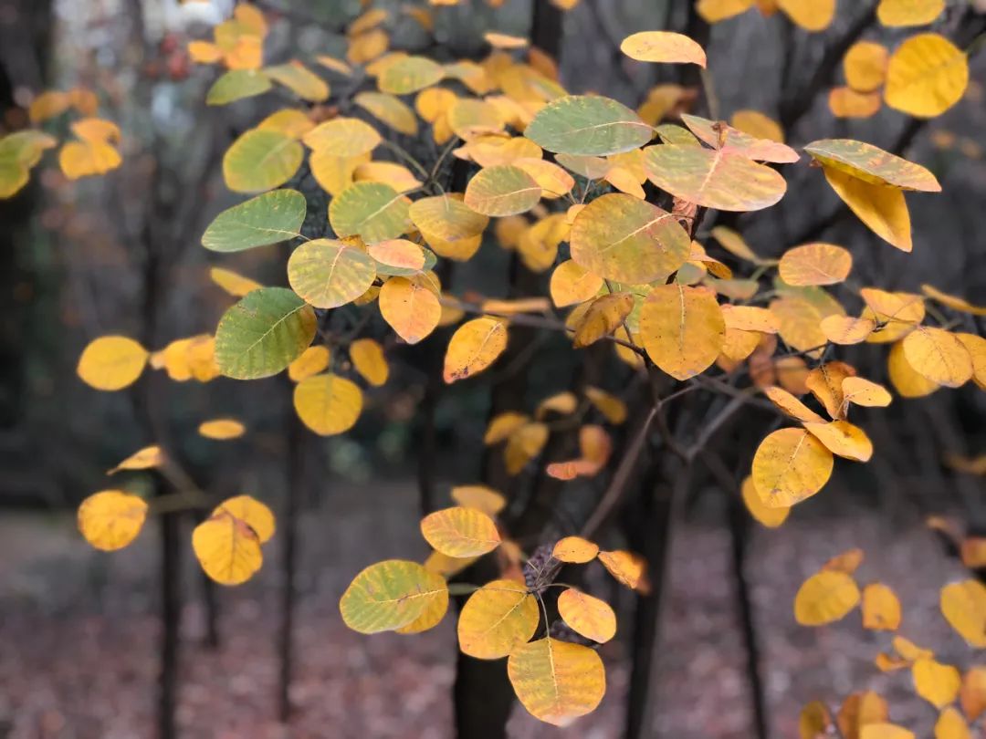 动物园、植物园、运动场、游乐场,洛阳从政坊大同坊,红得有道理